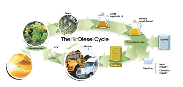 Bio Diesel Cycle